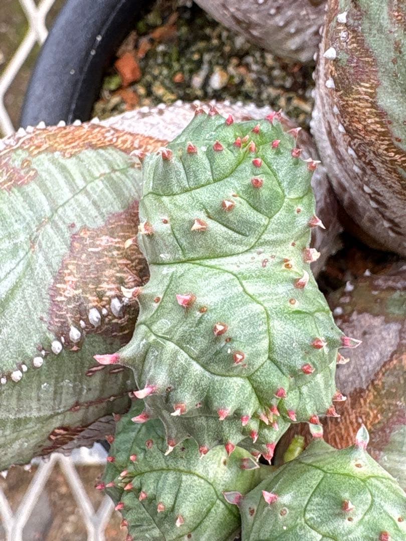 ユーフォルビア　オベサブロウ　モンスト