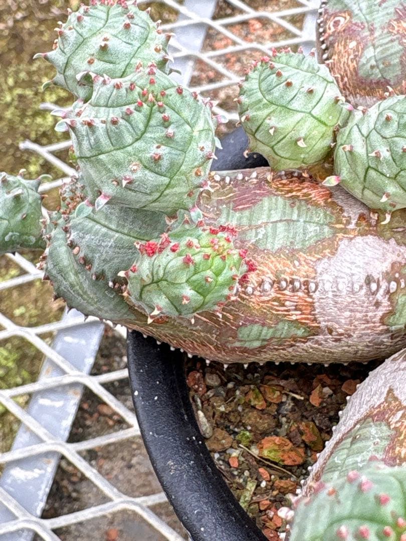 ユーフォルビア　オベサブロウ　モンスト