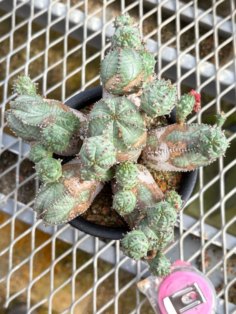 ユーフォルビア　オベサブロウ　モンスト