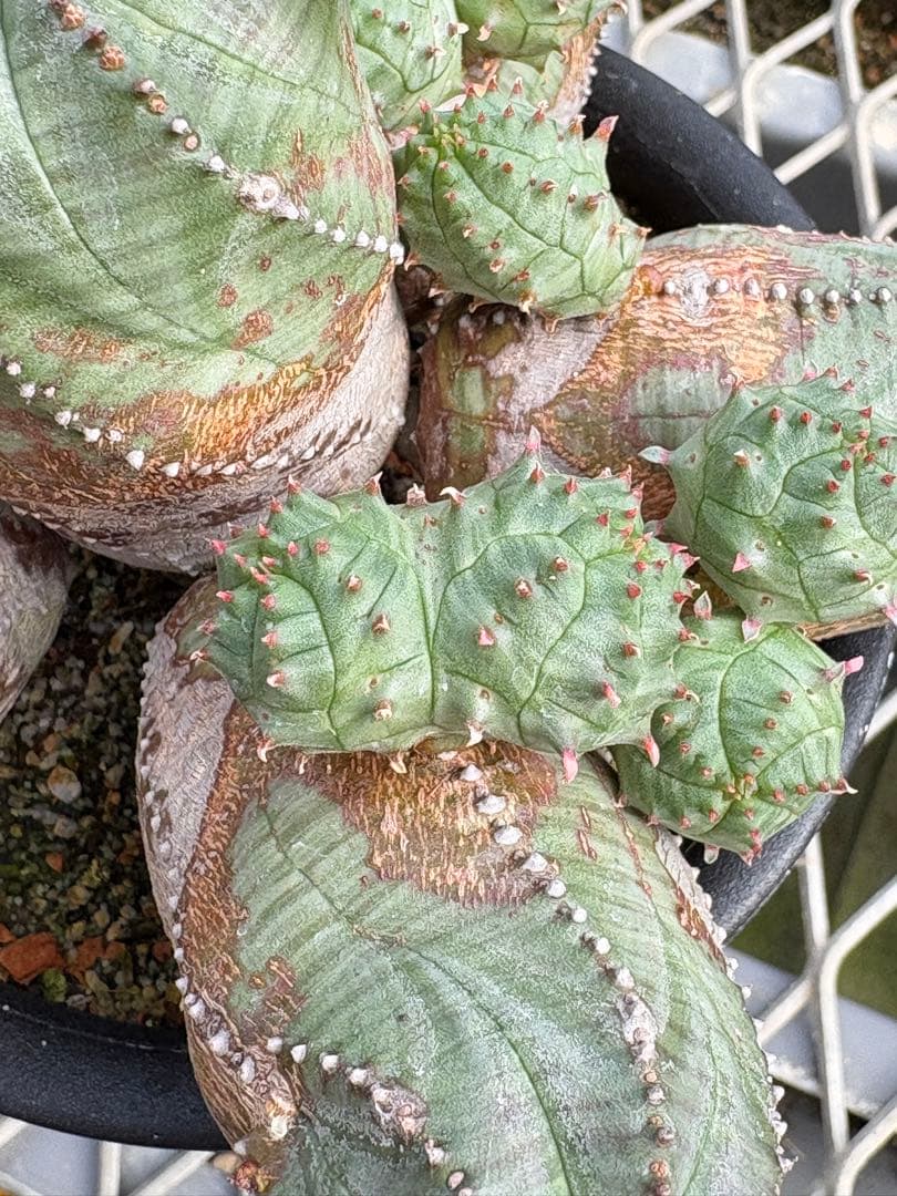 ユーフォルビア　オベサブロウ　モンスト