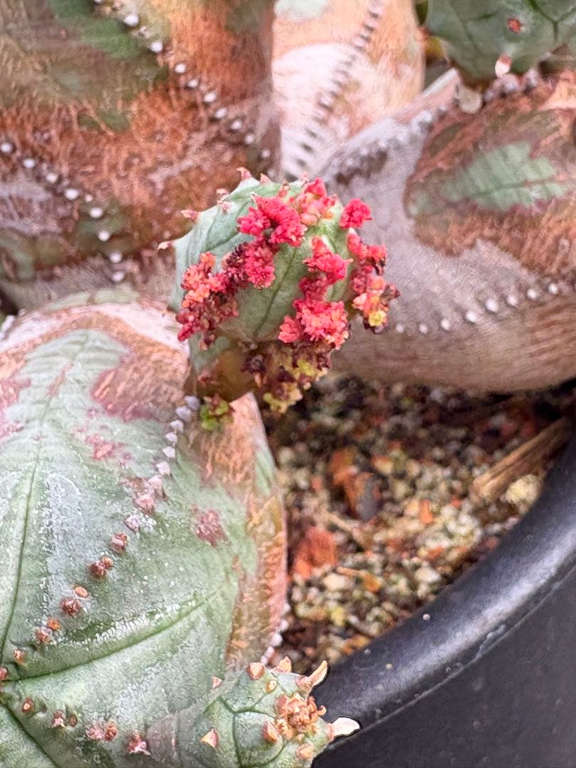 ユーフォルビア　オベサブロウ　モンスト