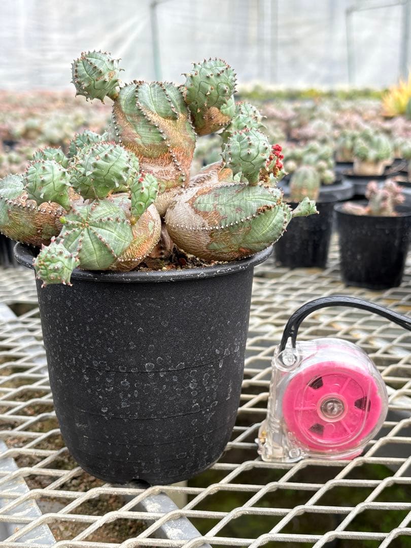 ユーフォルビア　オベサブロウ　モンスト