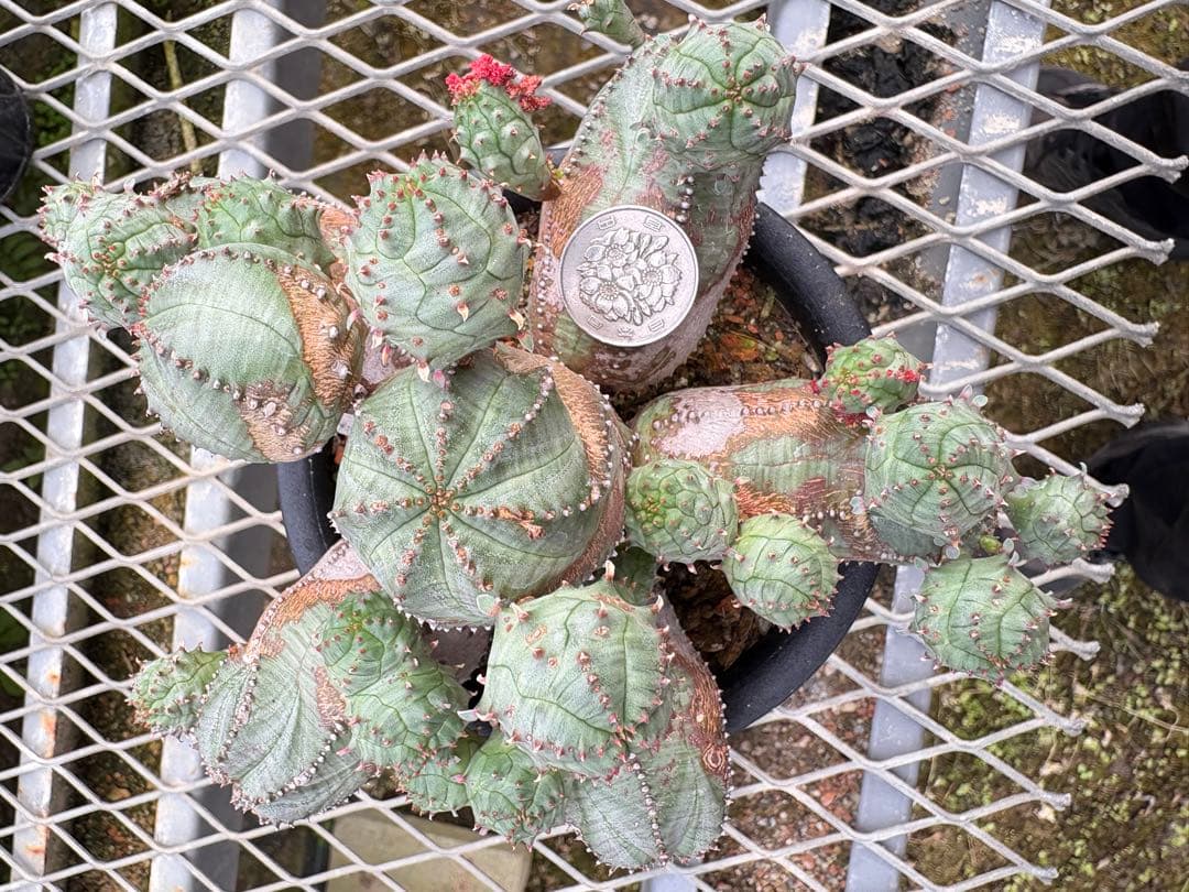 ユーフォルビア　オベサブロウ　モンスト