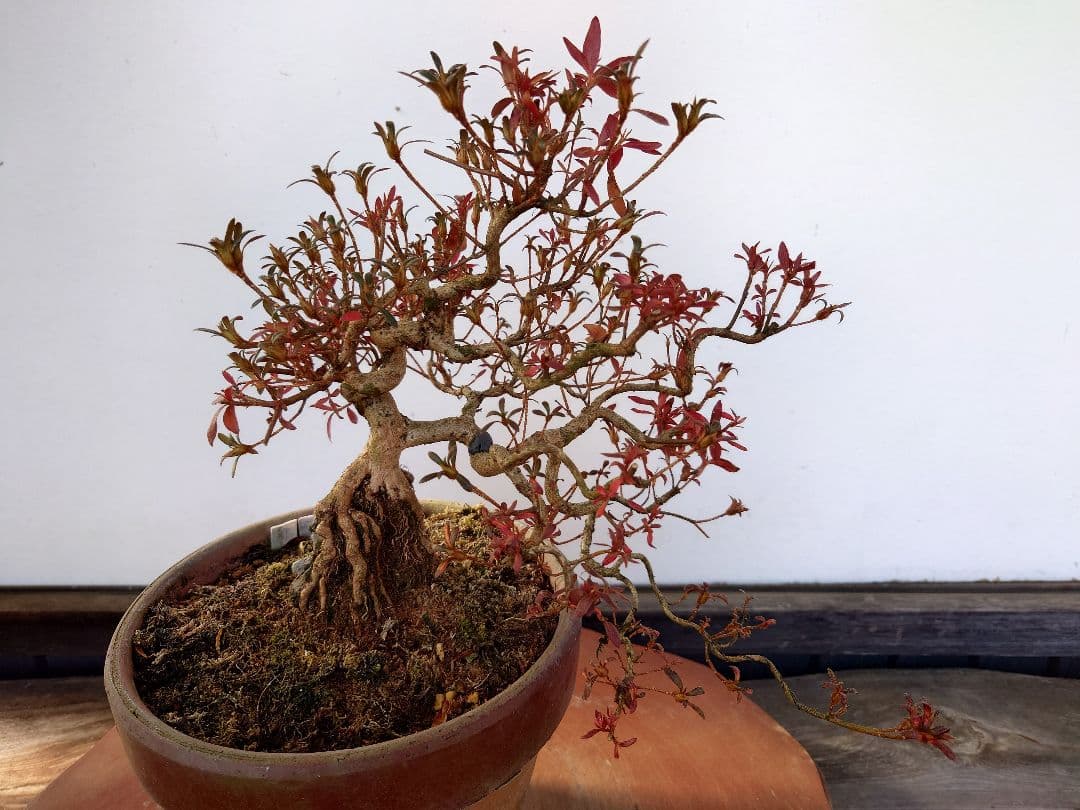 盆栽　皐月(関守の采の八重)　上下26cm