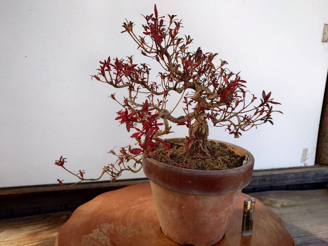 盆栽　皐月(関守の采の八重)　上下26cm