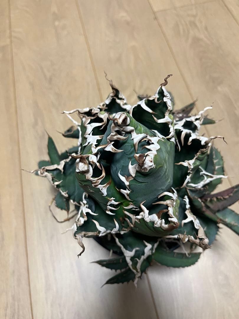 チタノタ　親株