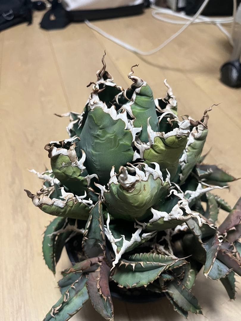 チタノタ　親株