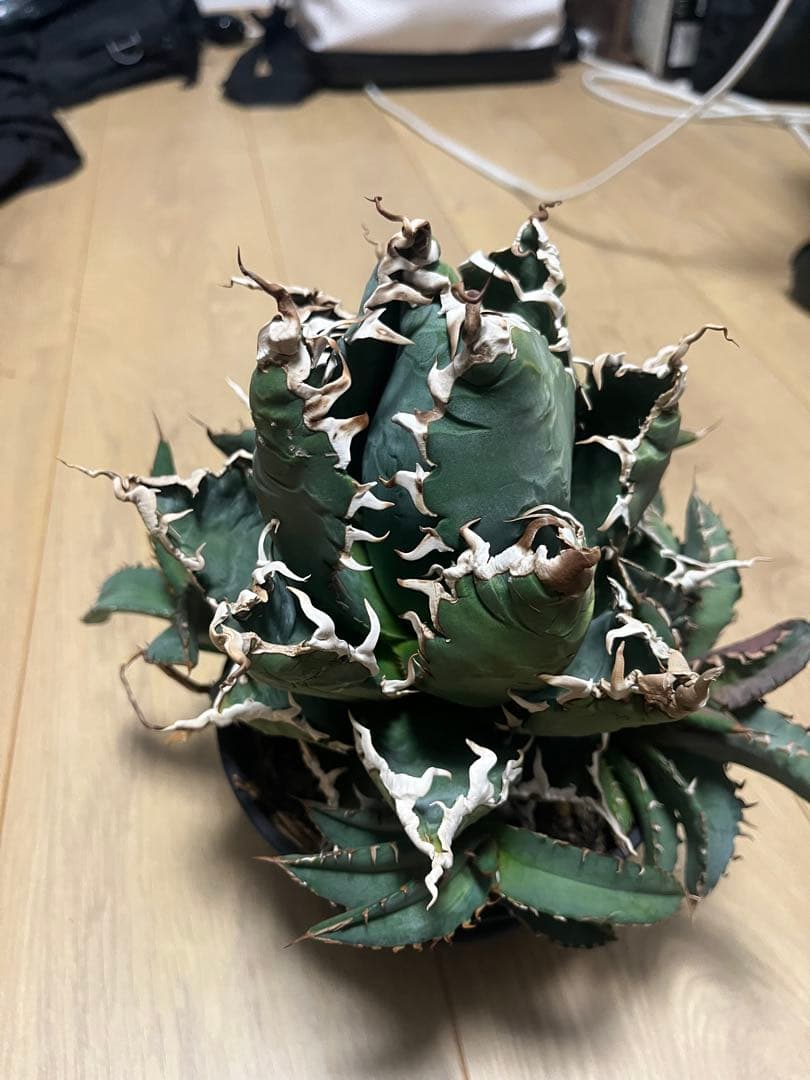 チタノタ　親株