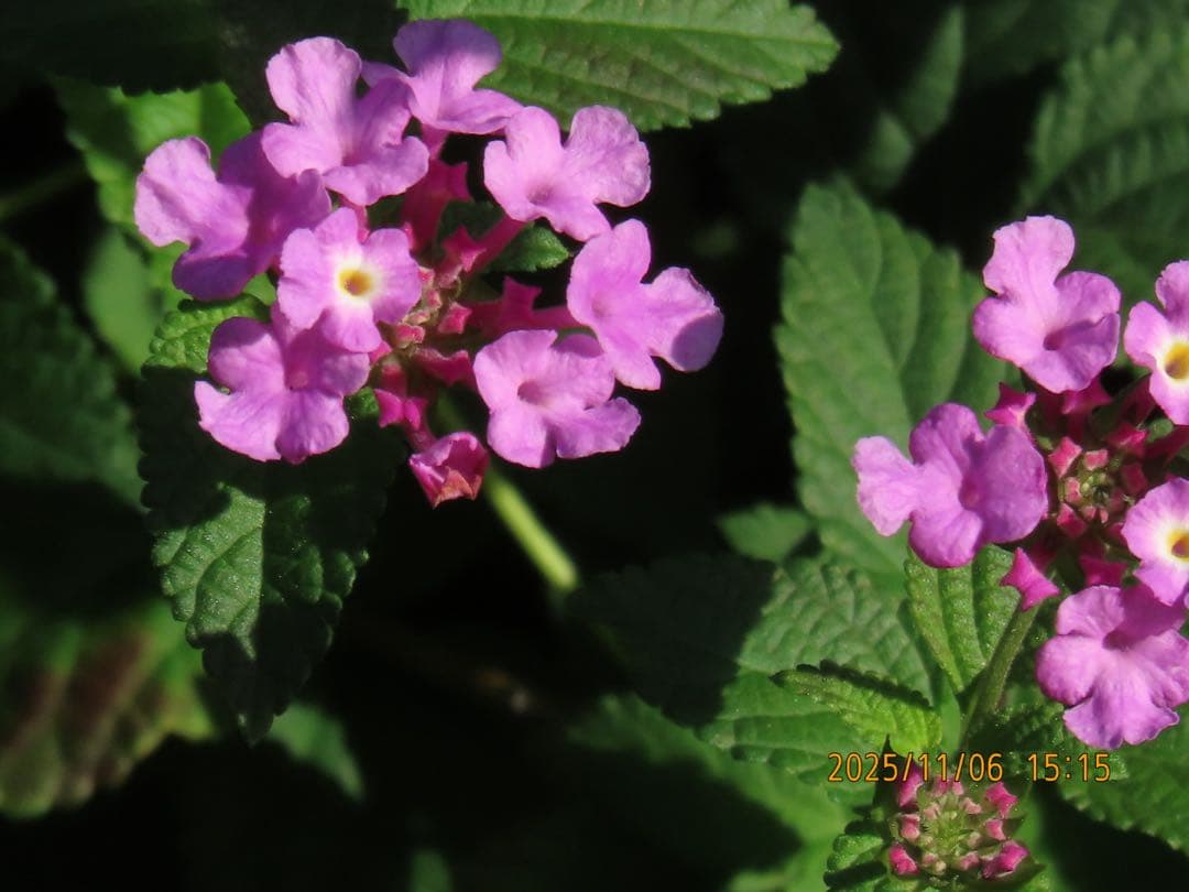 ✨美品✨CANON PowerShot SX70 HS パワーショット　キヤノン