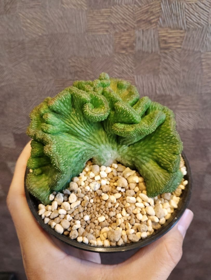 希少 ユーフォルビア オベサ 綴化 特大