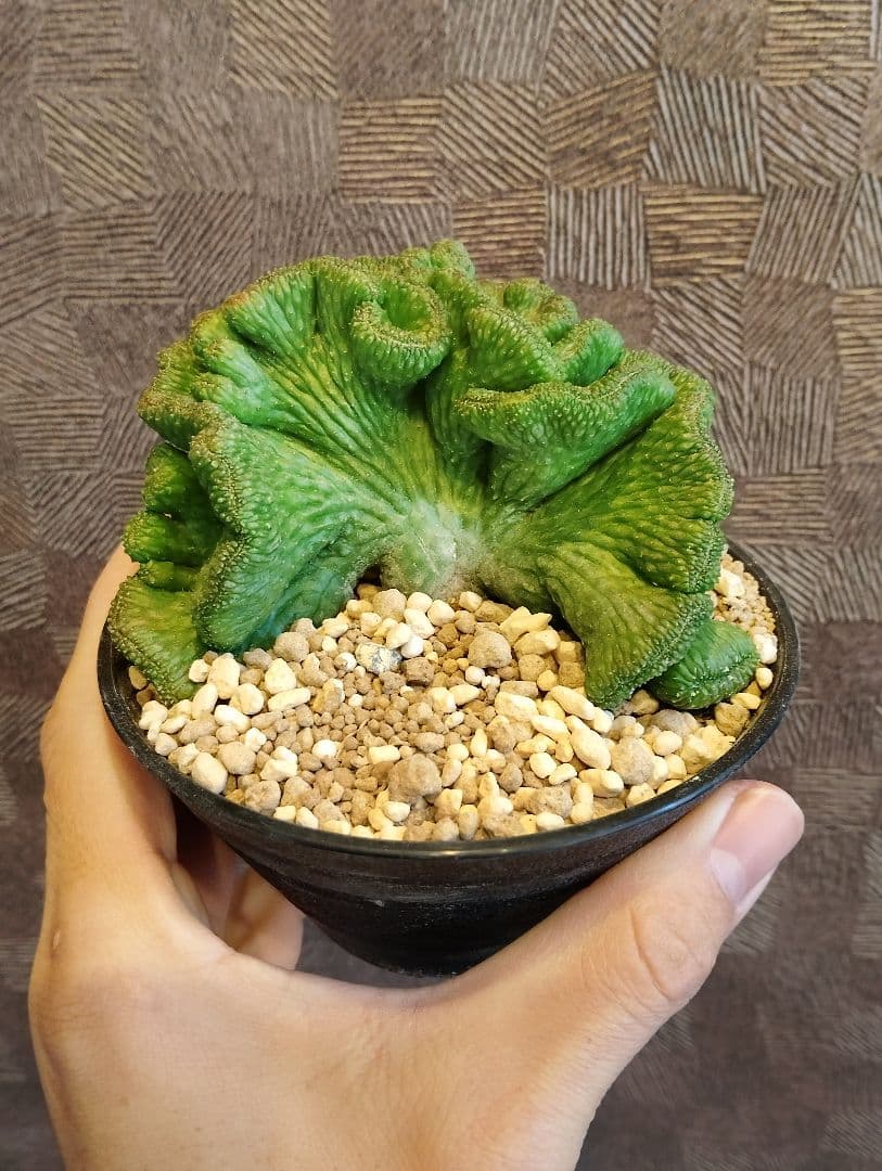 希少 ユーフォルビア オベサ 綴化 特大