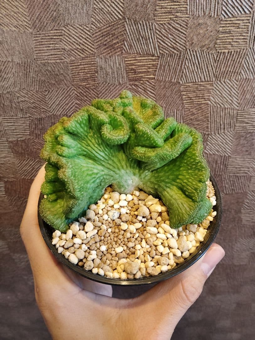 希少 ユーフォルビア オベサ 綴化 特大