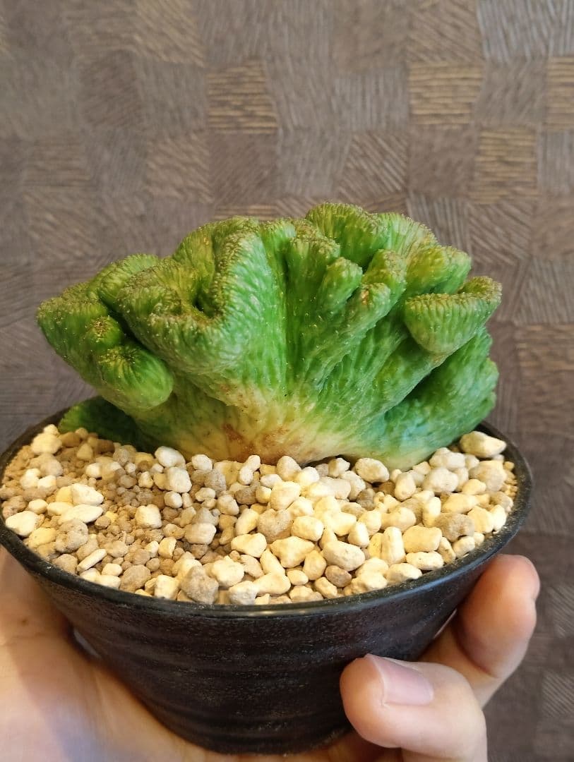 希少 ユーフォルビア オベサ 綴化 特大