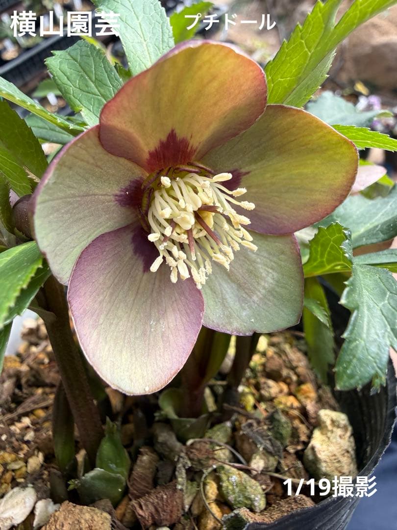 【未株分】横山園芸 クリスマスローズ プチドール 原種系フラッシュ