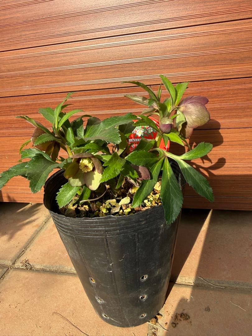 【未株分】横山園芸 クリスマスローズ プチドール 原種系フラッシュ