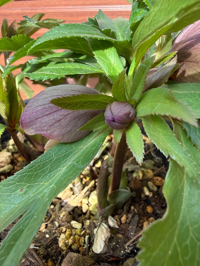 【未株分】横山園芸 クリスマスローズ プチドール 原種系フラッシュ