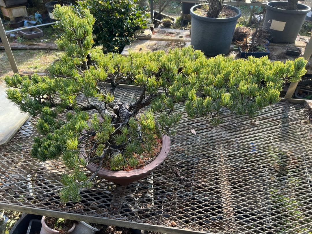 五葉松　盆栽