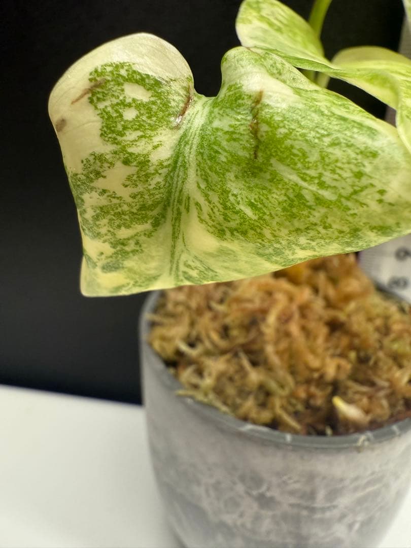 モンステラ　レガシー　組織培養　順化済み