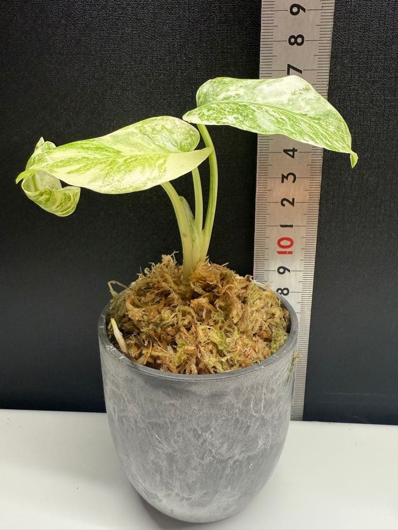 モンステラ　レガシー　組織培養　順化済み