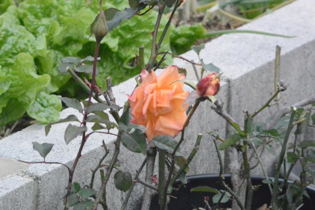 蛇腹デジタルカメラ　手札サイズ　KOKKA　１９５０年