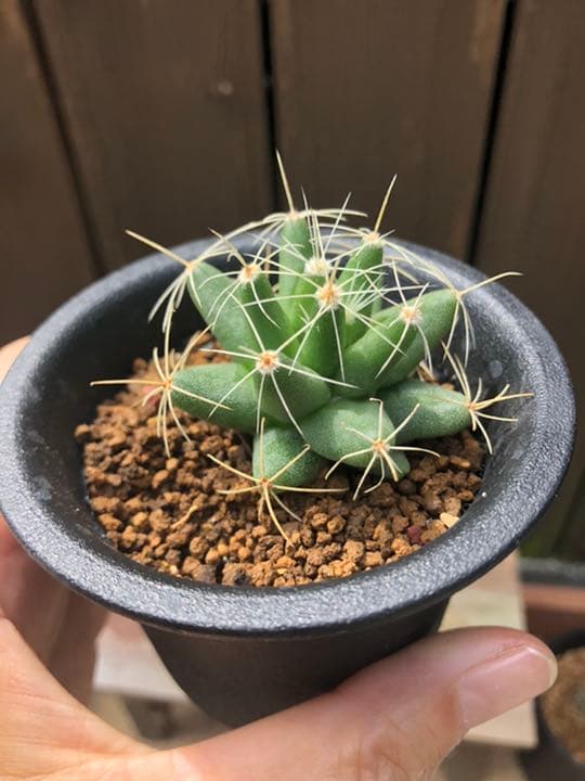 専用ページです(^○^)