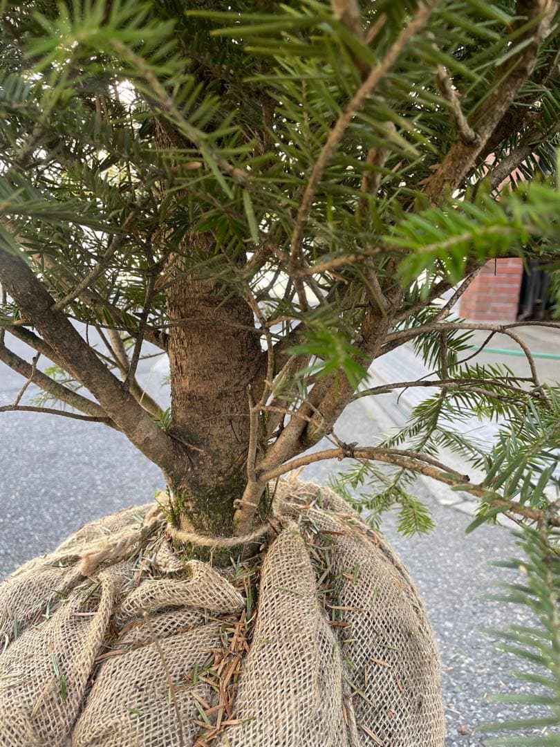 范大東 庭木　もみの木　クリスマスツリー樹高２３０センチ 配達可能