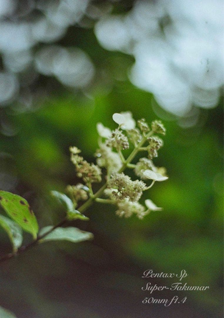 pentax sp★完動品＊美品＊初期保証★本革シチリアンブルー★フィルムカメラ