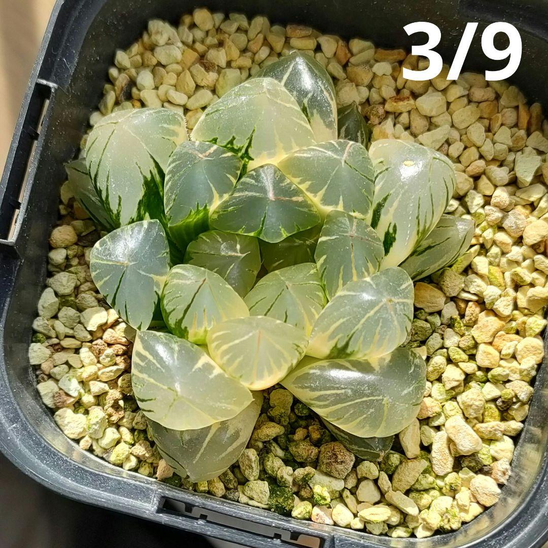 ハオルチア　水晶オブツーサ　極上斑