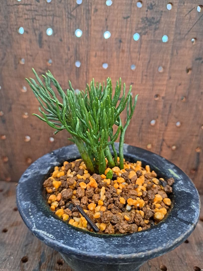 松葉蘭　青龍角　シダ植物　観葉植物　植物　インテリア　ガーデニング　園芸　古典