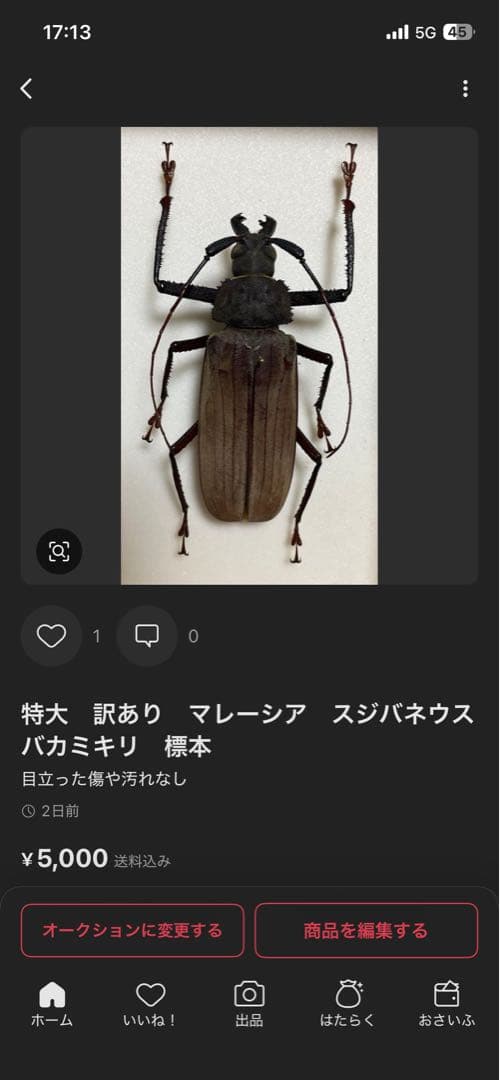 白狐　ウスバカミキリ　標本　ベトナム