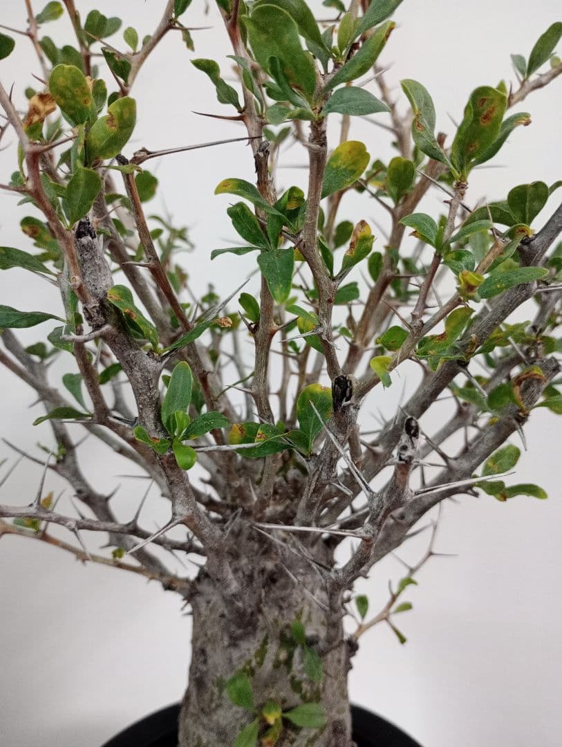 フォークイエリア コルムナリス　観峰玉