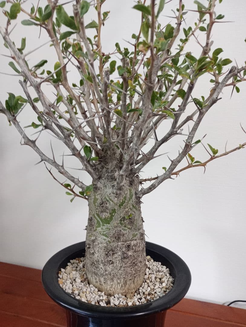 フォークイエリア コルムナリス　観峰玉