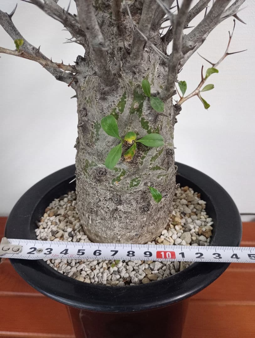 フォークイエリア コルムナリス　観峰玉