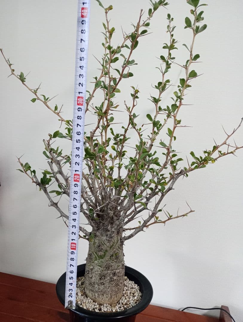 フォークイエリア コルムナリス　観峰玉