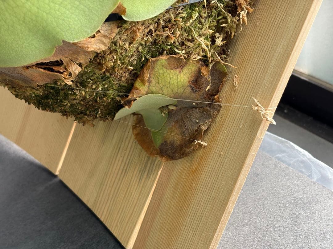 最終値下げ P.Pegasus ビカクシダ ペガサス 超大株 子株付き