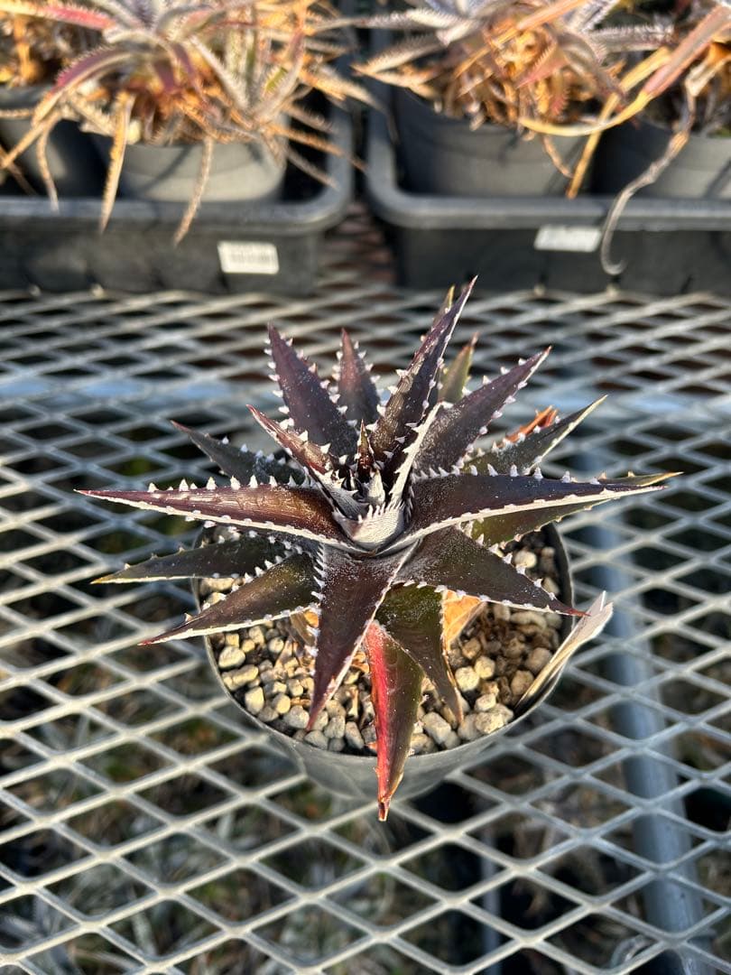 DBディッキア Arizona x BS, Paylen, Keswick ⑶