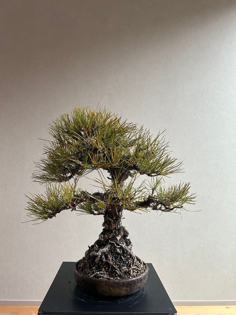 田*二様 黒松　盆栽　激古　中品　足元15㎝