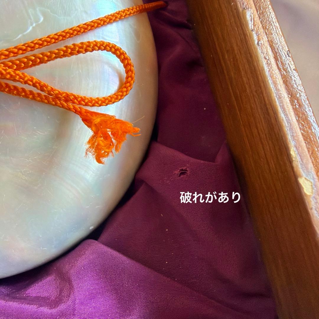 オウムガイの殻