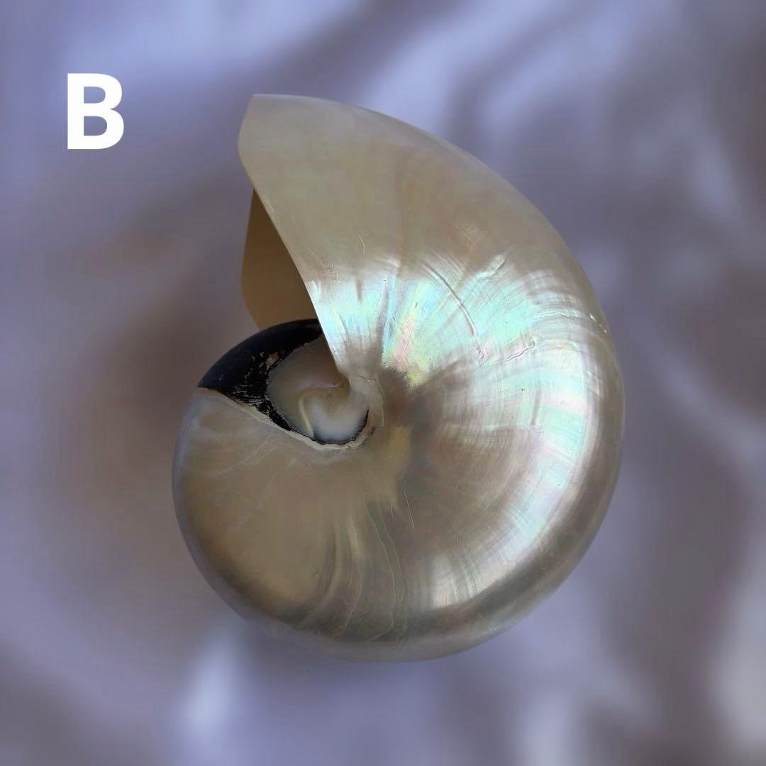 オウムガイの殻