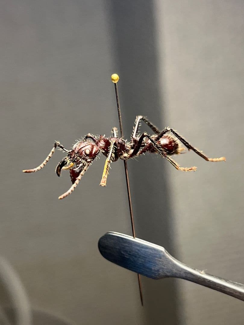 【23mm】パラポネラ アシナガアリ 標本いきもの大図鑑 蟻 クロオオアリ