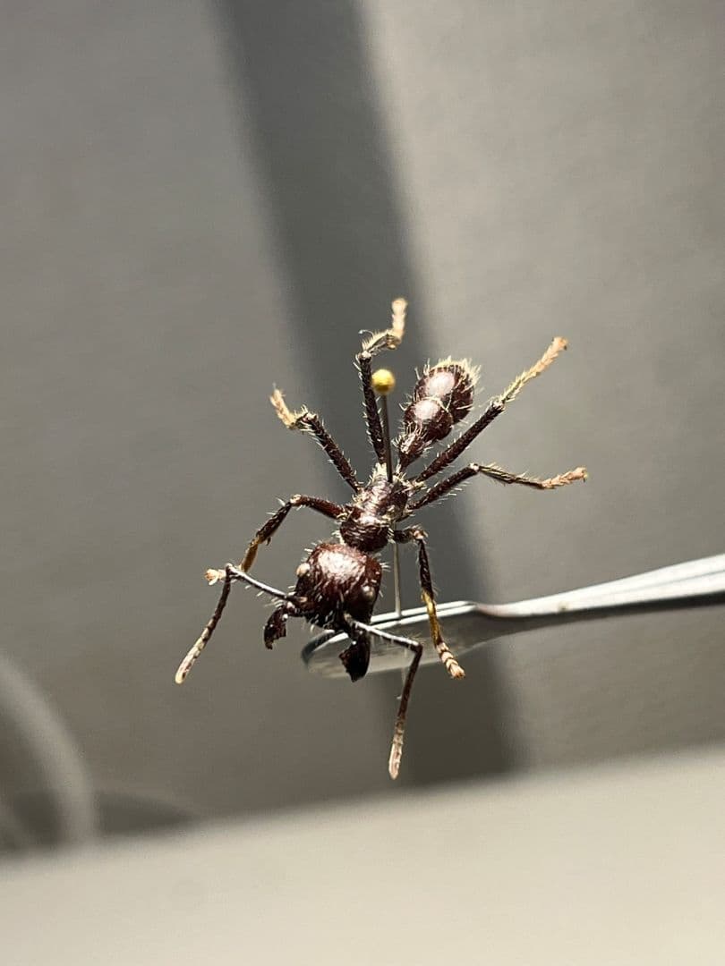 【23mm】パラポネラ アシナガアリ 標本いきもの大図鑑 蟻 クロオオアリ