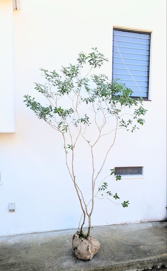 新春特価。山採りアセビ株