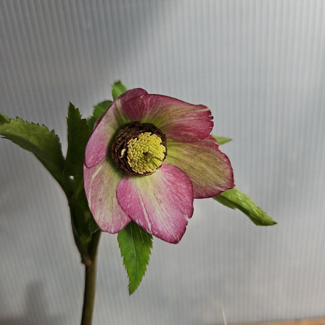 かぁむぅ様ご購入苗㉖-108㉖-133クリスマスローズ