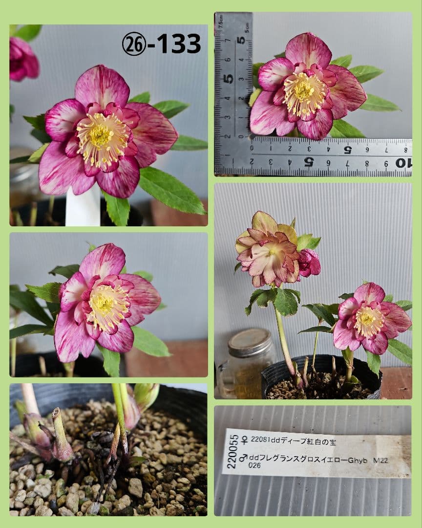 かぁむぅ様ご購入苗㉖-108㉖-133クリスマスローズ