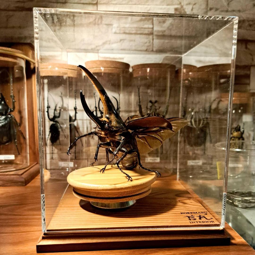 【ショーケース】150×150×180 ※アクリル製ケース、無垢材土台