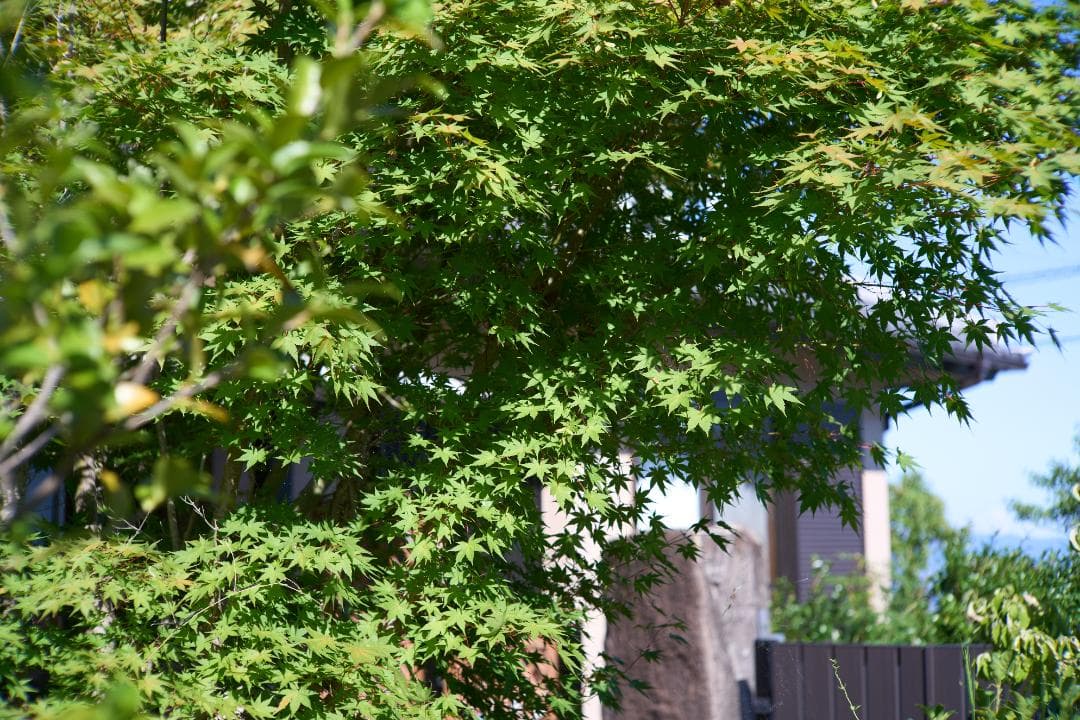 フィルムカメラ CANON 50mm F1.2 L39