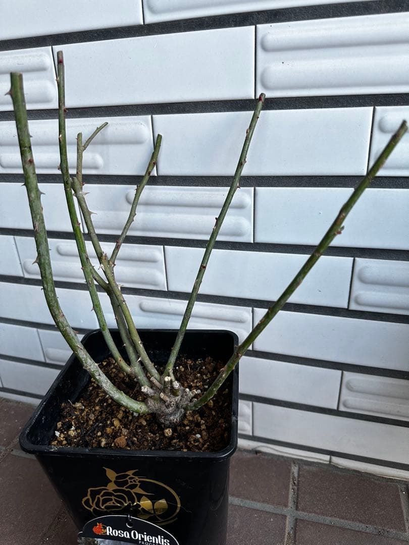 ルクソール　バラ苗　６号鉢　強健　くすみカラー