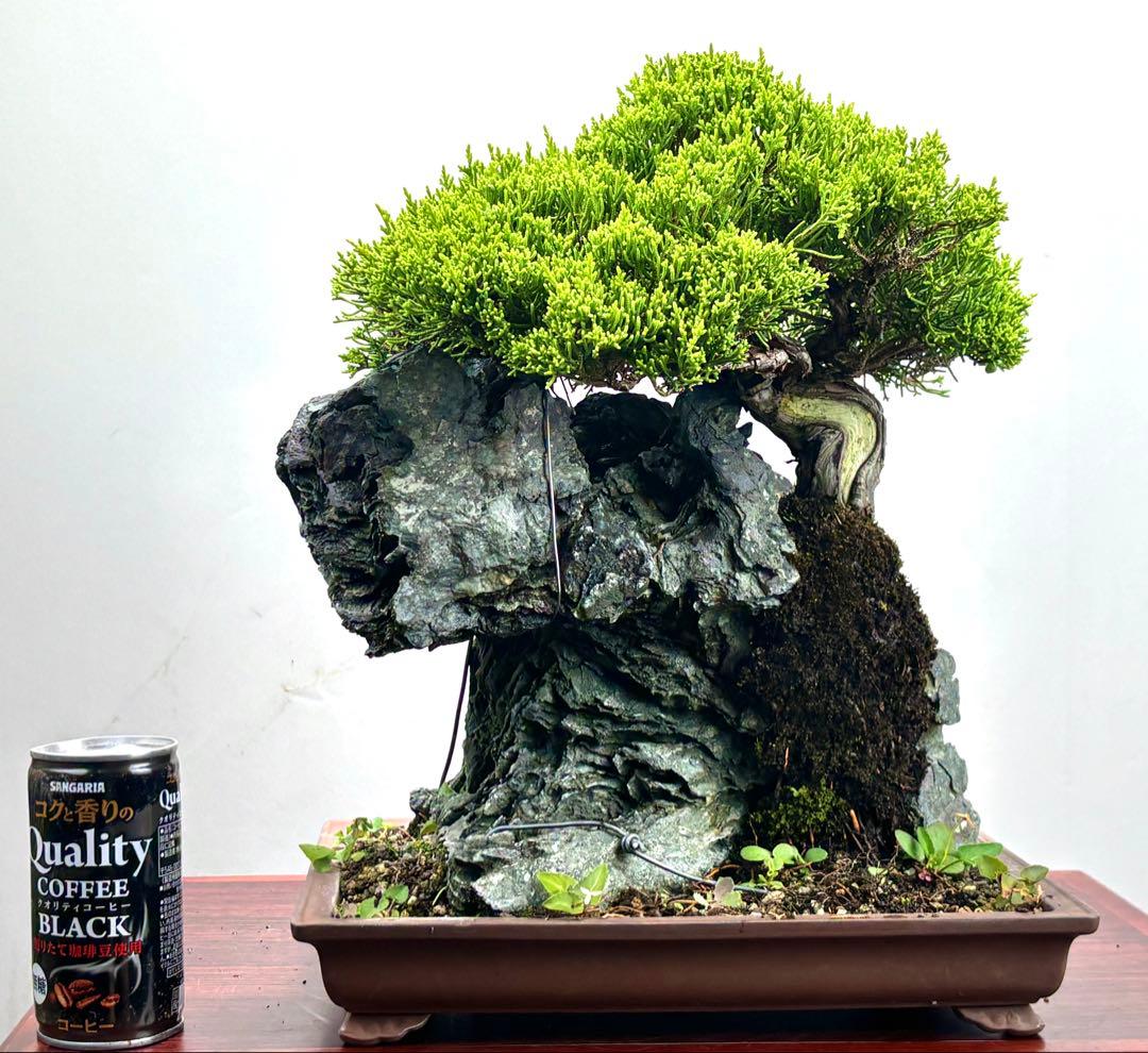 石付き真柏盆栽☆