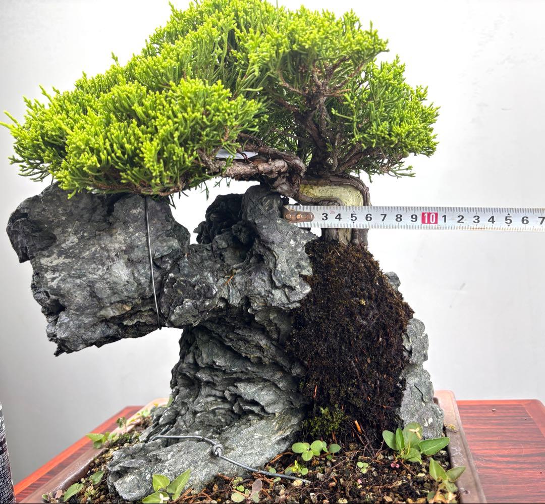 石付き真柏盆栽☆