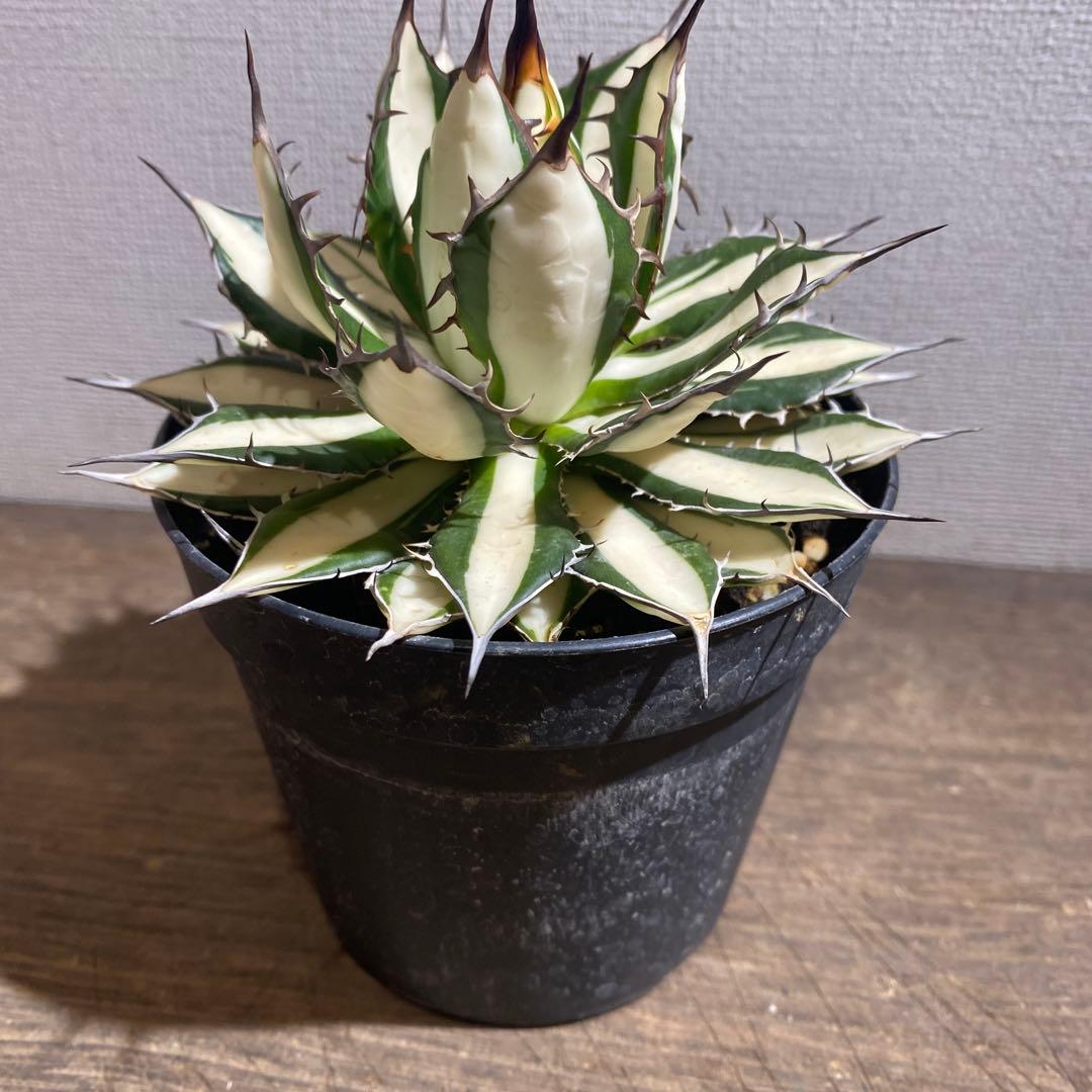 アガベ　ホリダ白中斑入　極上4